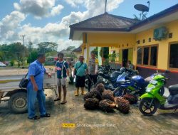 Polsek Tempilang Dalami Kasus Pencurian Sawit di Kebun Beringin Jaya