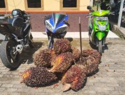 Motor dan Alat Panen Ditinggal di Kebun, Polsek Tempilang Kejar Pelaku Pencurian Sawit