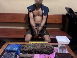 Hendak Edarkan Ganja Kering, Seorang Residivis Dibekuk Tim Opsnal Satresnarkoba Polres Pasaman Barat