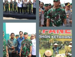 Wali Kota Binjai Hadiri Panen Raya Padi Kodam I/Bukit Barisan di Deli Serdang