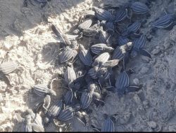 Mafal Berharap Dukungan Pemerintah untuk Konservasi Penyu di Simeulue
