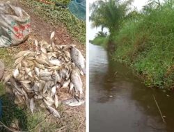 Besar Dugaan Masyarakat Limbah PT Napasindo Mengakibatkan Ribuan Ikan Jadi Korban Di Sungai. Lae Gombar Dan Sekitaran Aliran sungai