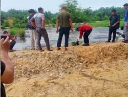 Diduga Karna Limbah PT Napasindo Ribuan Ikan Mati Terapung Di Sungai. Lae Gombar Dan Sekitaran Aliran sungai