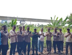 Polri Panen Raya Jagung Serentak Digelar di Pademangan, Dorong Swasembada Pangan 2025