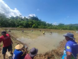 Harita Nickel dan BPP Kec Obi Support Petani Milenial Obi Garap 15 Hektar Sawah untuk Dukung Ketahanan Pangan Nasional