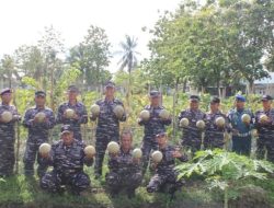 Lanal Bengkulu Laksanakan Panen Raya Melon, Dukung Program Ketahanan Pangan