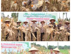 Polres Pasaman Barat Gelar Panen Jagung Serentak Kuartal I 2026 di Nagari Lingkuang Aua Bandarejo