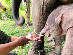 Konflik Gajah di Way Kambas Ujian Penerapan Hukum Lingkungan Modern
