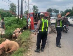 92 Ekor Babi Berhamburan di Jalan Usai Truk Terguling di Lampung Tengah
