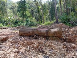 Banjir Bandang Obi 5 Desember 2016 sebagai Peringatan Ekologis atas Aktivitas PT Poleko Yubarsons