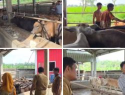 Pemko Binjai melalui dinas ketapang,pertanian dan peternakan laksanakan Vaksinasi Hewan Ternak Sapi