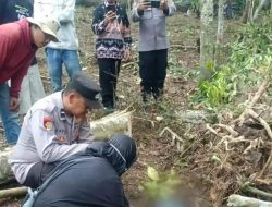 Warga Tanggamus Tewas Akibat Luka Berat Tertimpa Pohon yang Ditebangnya