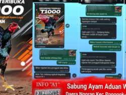 Lapor” Pak Kapolda Jatim, “Sabung Ayam Aduan BLITAR Menyalah Tak Tersentuh Hukum