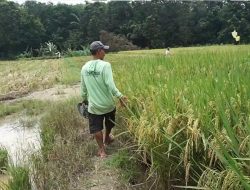 Petani Lampung Tengah Bertahan dari Cuaca Ekstrem dan Serangan Hama Sundep