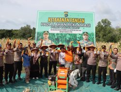 Panen Jagung di Lahan Reklamasi, Polres Bangka Barat Dukung Ketahanan Pangan Nasional