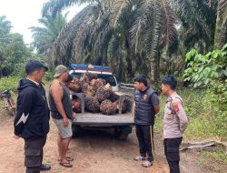 Dua Pria Diduga Panen Sawit Tanpa Izin, Polres Bangka Barat Polsek Tempilang Amankan Terduga Pelaku