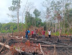 Tanam Jagung 1 Hektare, Polsek Simpang Teritip Polres Bangka Barat Perkuat Ketahanan Pangan dan Kedekatan dengan Warga