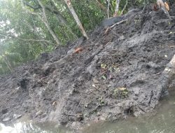Mangrove Dusun Mengkubung Dibabat, Tambang Ilegal Bebas: APH Didesak Bertindak