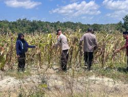 Polres Bangka Barat Dukung Ketahanan Pangan Lewat Panen Jagung Pipil di Belo Laut