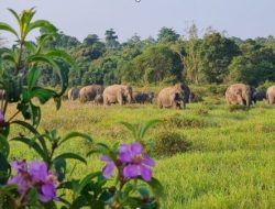 Didanai Banpres Rp839 Miliar, Menhut Kick-off Pagar Konservasi Gajah di Way Kambas