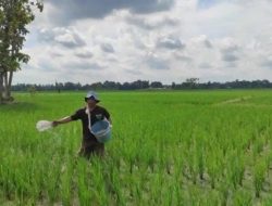 Petani Lampung Tengah Sebut Proses Penyaluran Pupuk Bersubsidi Kini Berjalan Lancar
