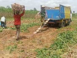 Harga Singkong Naik tapi Sebagian Petani di Lampung Tengah Pilih Tanam Jagung