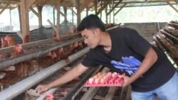 Peternak Ayam Petelur Lampung Produksi di Tengah Lonjakan Biaya Pakan