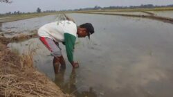 Petani Trimurjo Dibayangi Krisis Air dan Serangan Tikus