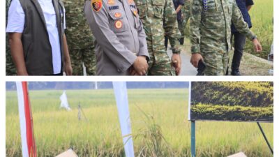 1. Perkuat Ketahanan Pangan Nasional: Kapolres Langkat, TNI, dan Forkopimda Hadiri Panen Raya Virtual di Sirapit